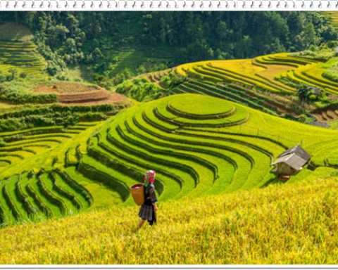 Terraced rice field in Mu Cang Chai, Vietnam